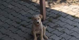 Köpeği Bıçak Darbeleriyle Öldüren O Caniden Skandal Sözler