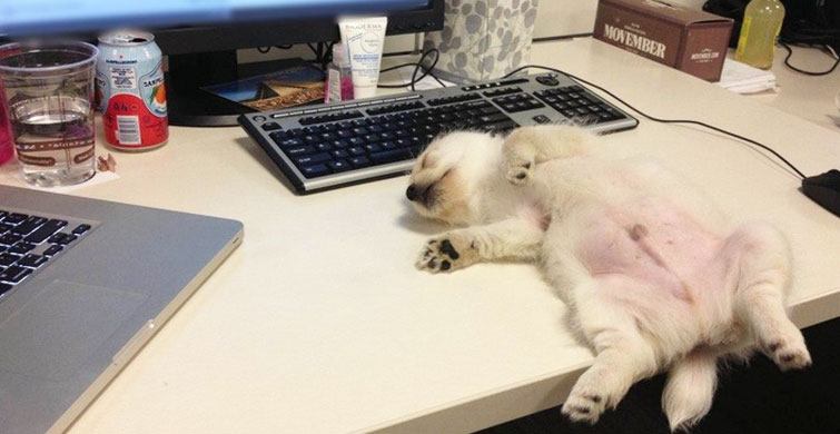 Antidepresanlardan Daha İyi 8 Köpek Resmi