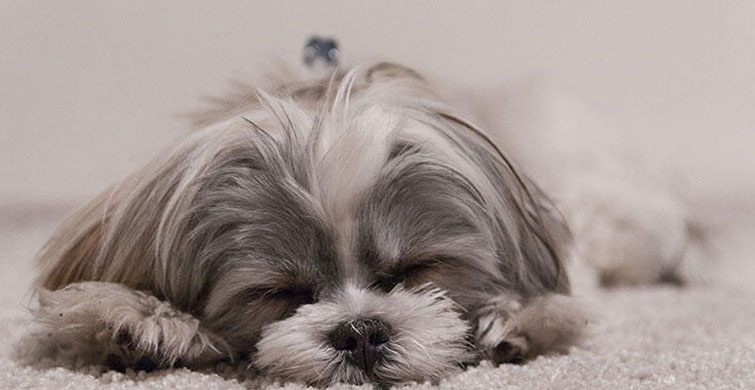 Dost Canlısı En Sevimli 6 Köpek Cinsi