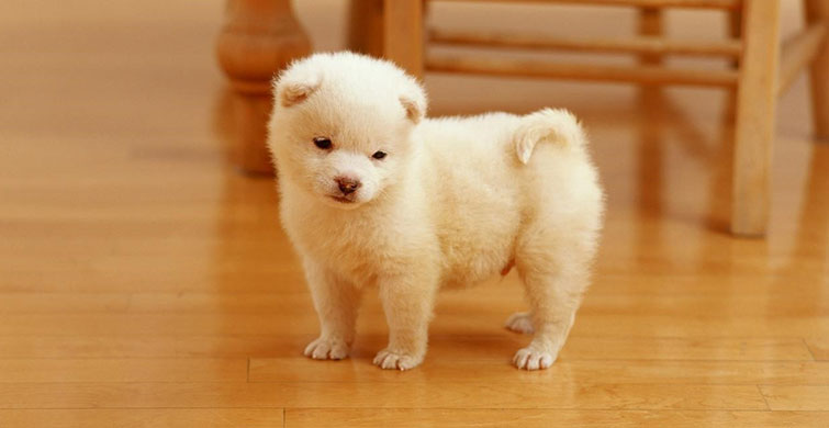 Köpeklerin de Duyguları Var! Köpekleri Üzen Şeyler Neler?