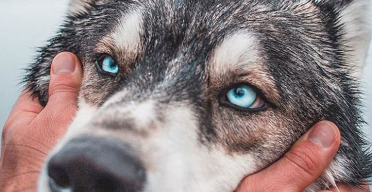 Bildikten Sonra Sarılmak İsteyeceğiniz Kurt Köpeklerinin 9 Özelliği