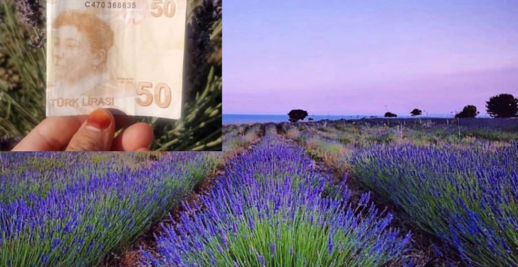 Lavanta Tarlasına Para Bırakıp Giden Adamın Yazdığı Mesaj Duygulandırdı!