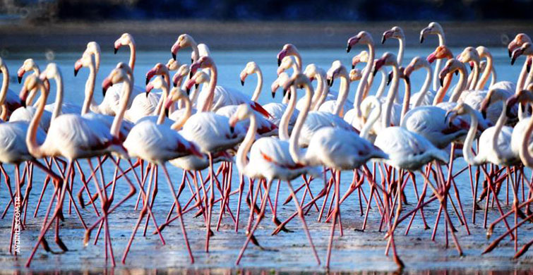 Van Gölü'nün Flamingoları Afrika'ya Göçüyor