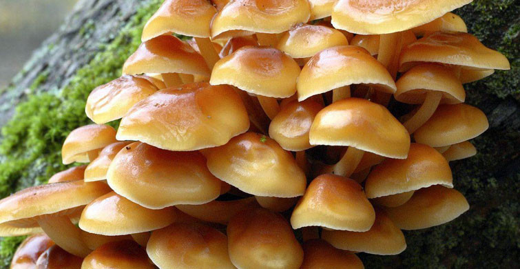 Bu Mantarın Faydalarını İlk Kez Duyacaksınız