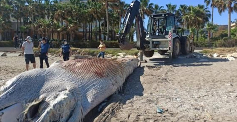 Mersin Sahiline 8 Metre Oluklu Beyaz Balina Vurdu