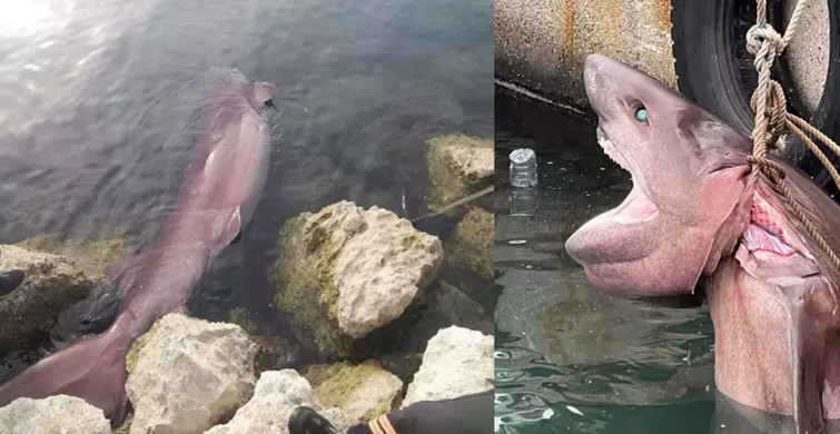 Mersin’de altı tane solungacı olan köpek balığını görenler küçük dilini yuttu!!
