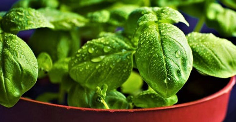 Fesleğenin İnsan Bedenine İnanılmaz 3 Faydası