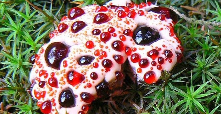 Bu Mantara Dikkat! Kanayan Diş Mantarı Asla Almayın