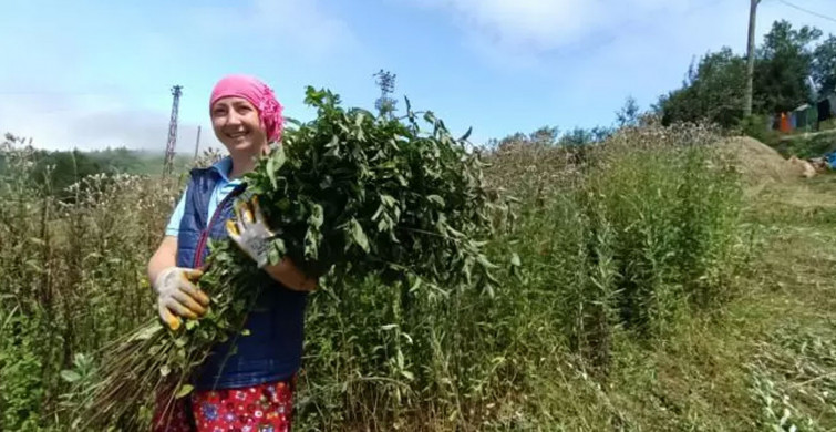 Ordu’da kurdukları tarladan yağ üretiyorlar: Almanlara rakip oldular