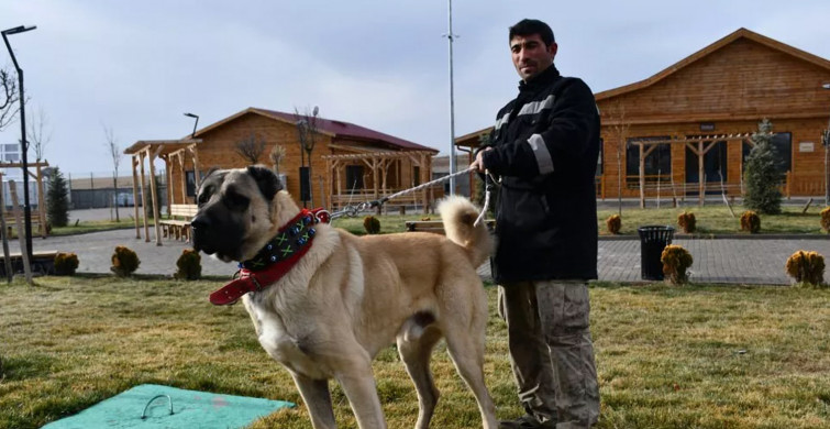 Safkan Sivas Kangalı’nın Bakımı da Sivaslılar Tarafından Yapılıyor