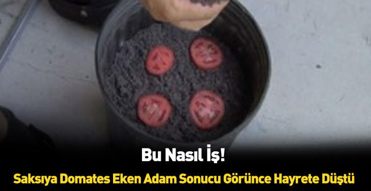 Saksıya domates dilimleri koydu sonuca kendi bile inamadı
