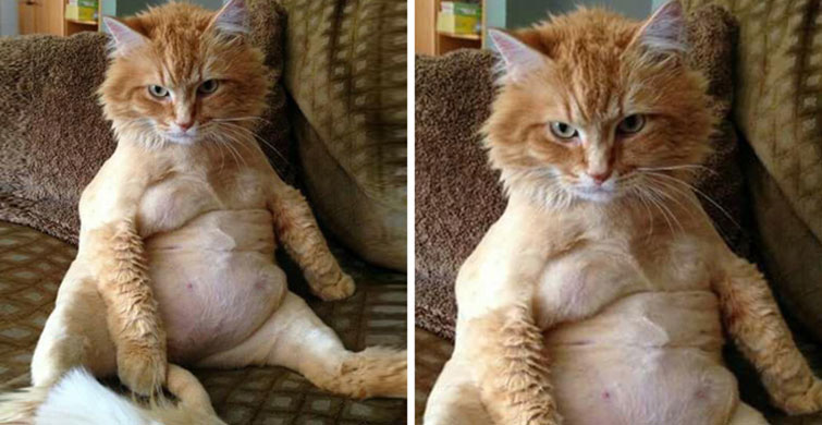 Yılın Kedisi Olabilecek 7 Sıradışı Kedi