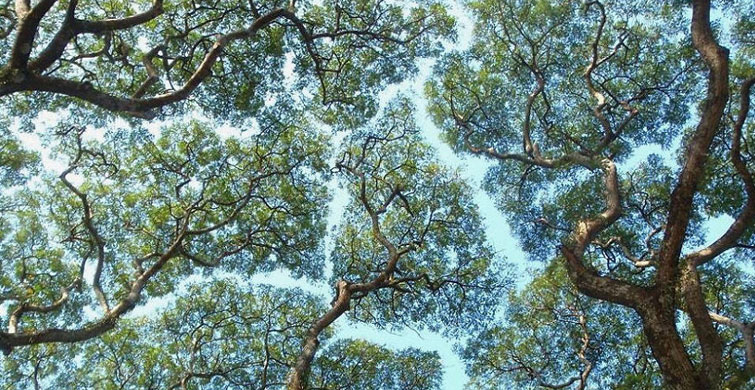 Ağaçların Birbirine Dokunmamasının Nedeni: Taç Utangaçlığı!