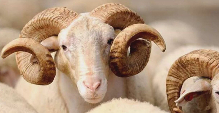  Kurban Bayramı Başlangıcı Ne Zaman 2019 Tarihi