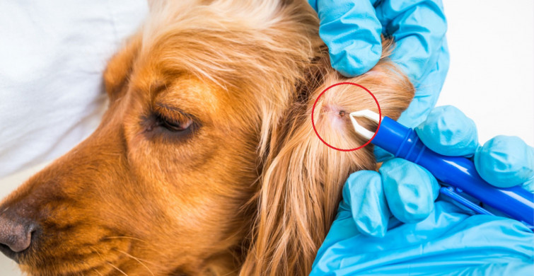 Veteriner köpeğin derisinden yüzlerce canlı kurdu tek hamlede çıkardı!