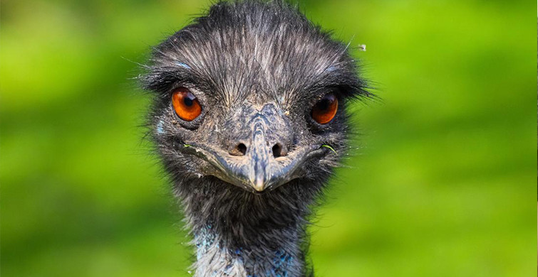 Emu Yağı Saç Çıkartıyor!