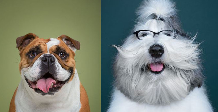 Bu Köpek Cinslerini Daha Önce Duydunuz mu?