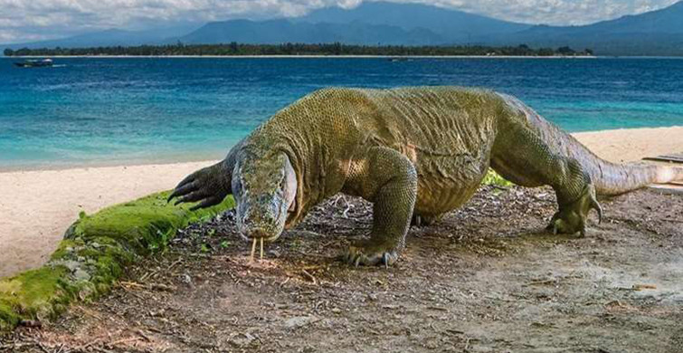 Komodo Adasına Giriş İçin Şaşkınlık Verici Talep!