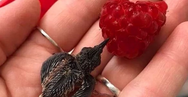 Kötü Giden Günün Sonunda Bakıp Mutlu Olacağınız Fotoğraflar