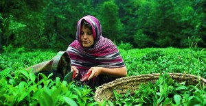 Yeşilçay Toplamak İçin İşçi Aranıyor! Aylı 7 Bin 500 Lira