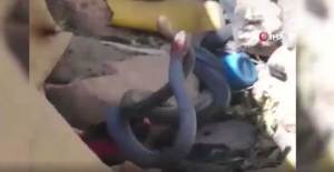 Yılanların Çiftleştiği Anları Çekerken Neye Uğradıklarını Şaşırdılar