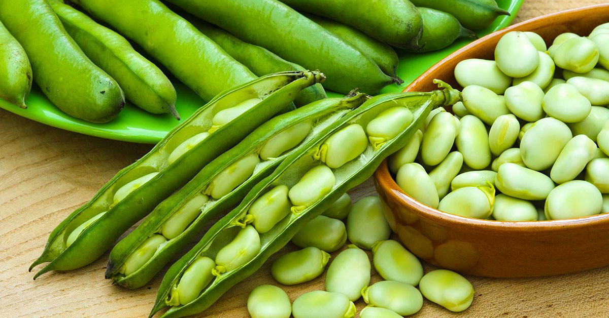 Gebeler, Bebekler ve Favizm Hastaları Tüketmesin