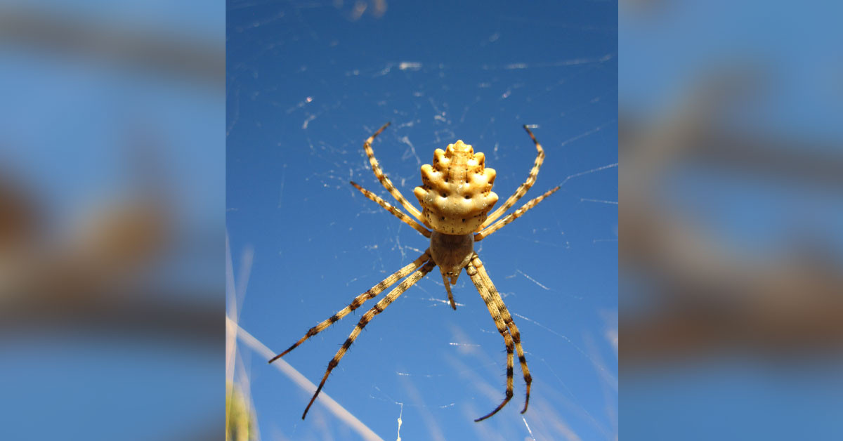 Türkiye'de nadir görülüyor
