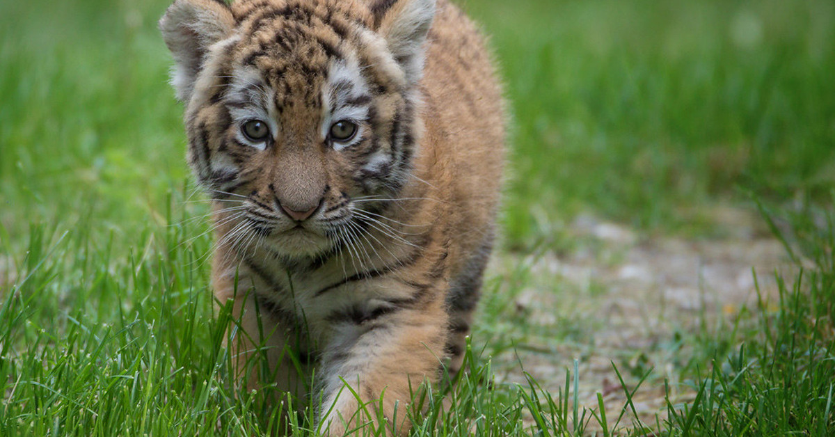 Kaplan onunla göz göze geldi