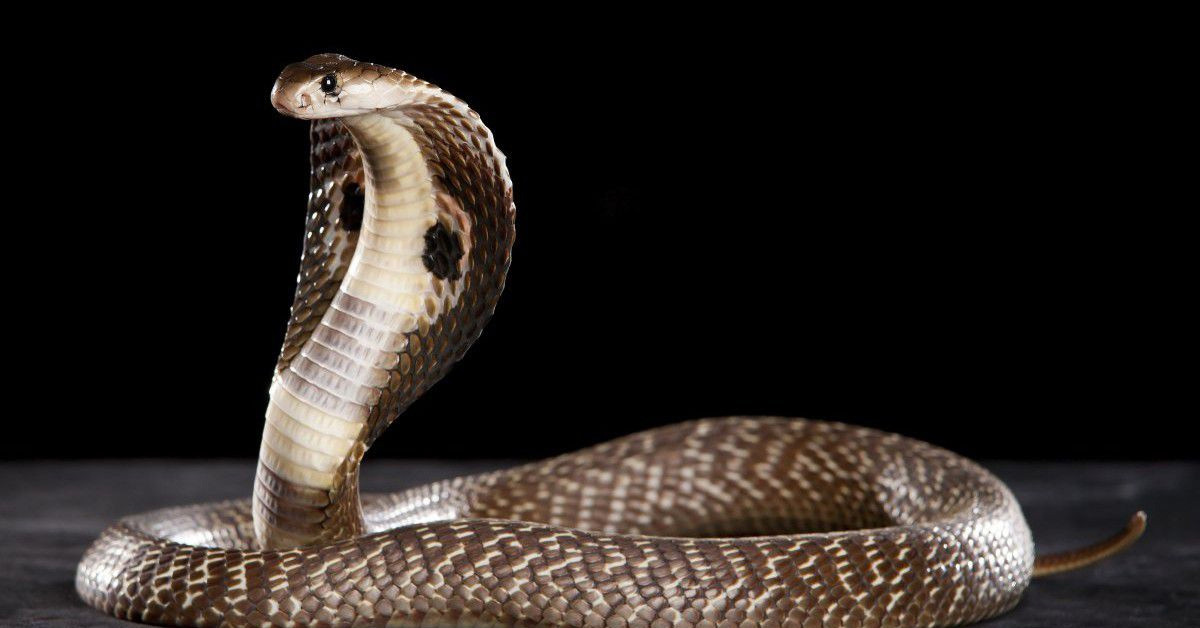 Yılanlara zarar verilmemeli