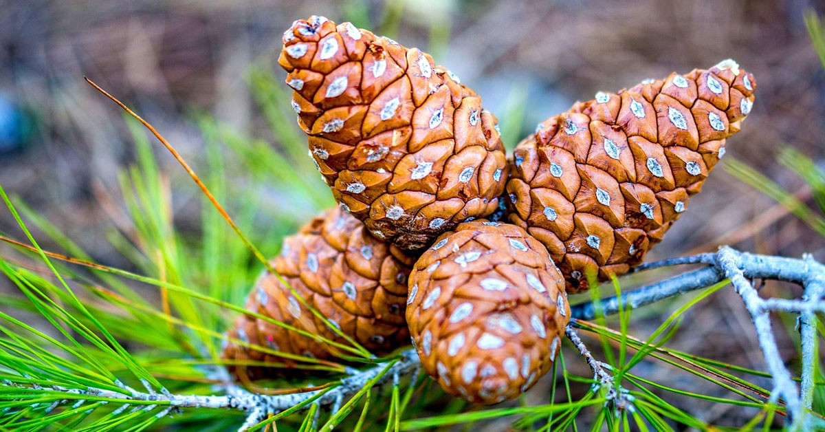 Çam kozalağı pekmezi nasıl yapışır?
