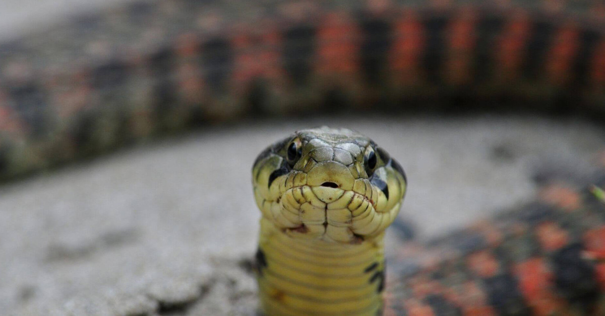 Saatlerce topladılar