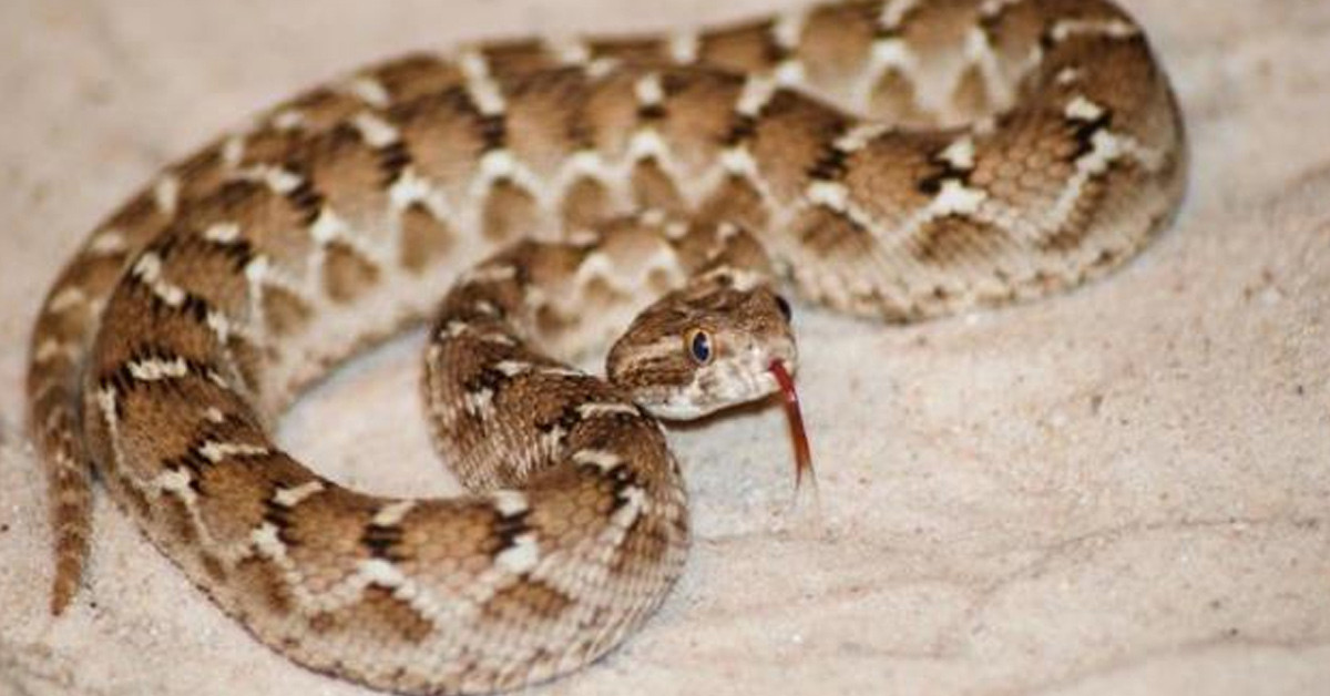 O yılanı görebilmek için