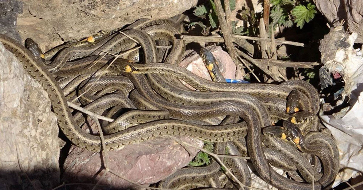 Hakkari'de göründü