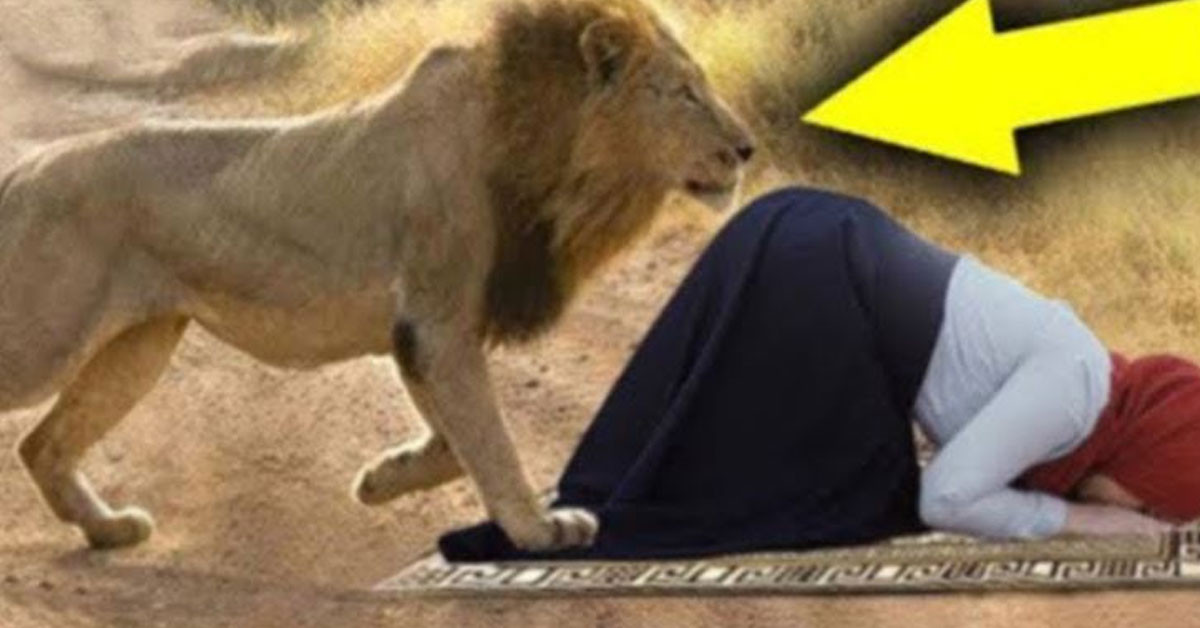Kadının arkasından aslan geldi