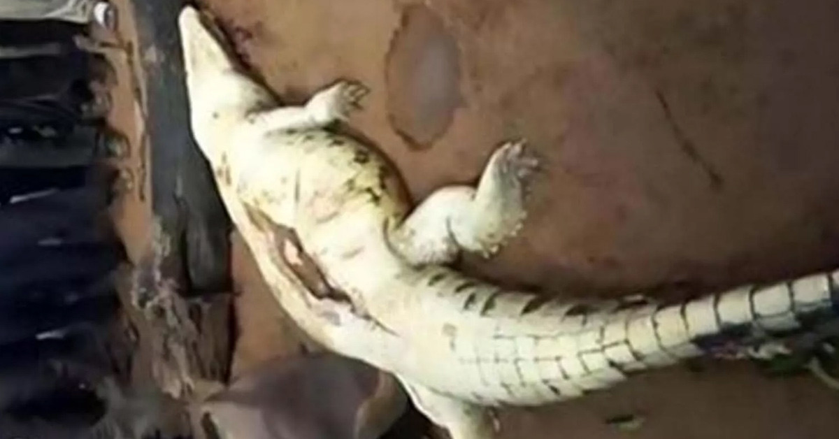 Polis şefi açıklaması