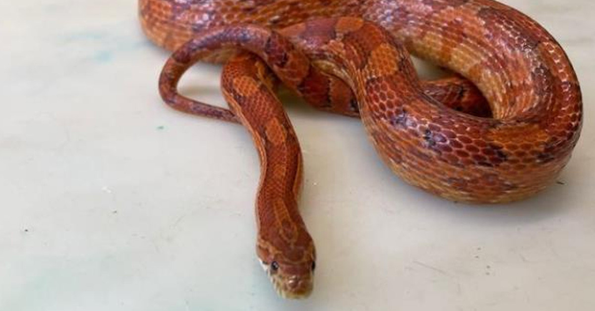 Yılan sayıları artıyor