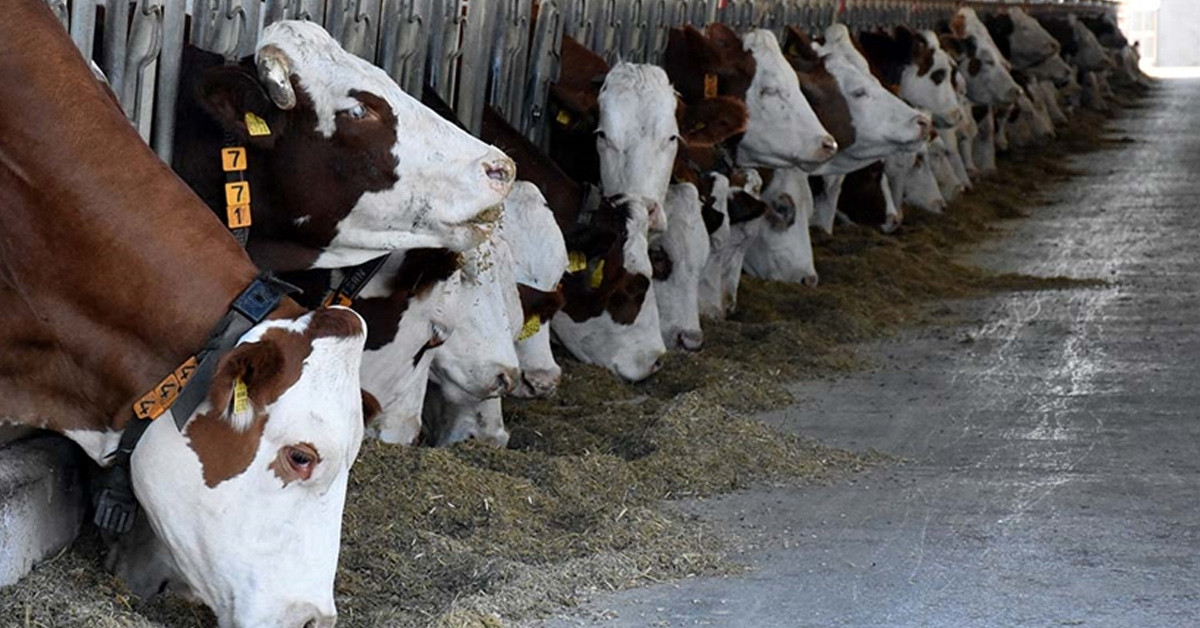 İstanbul kurbanlık fiyatları