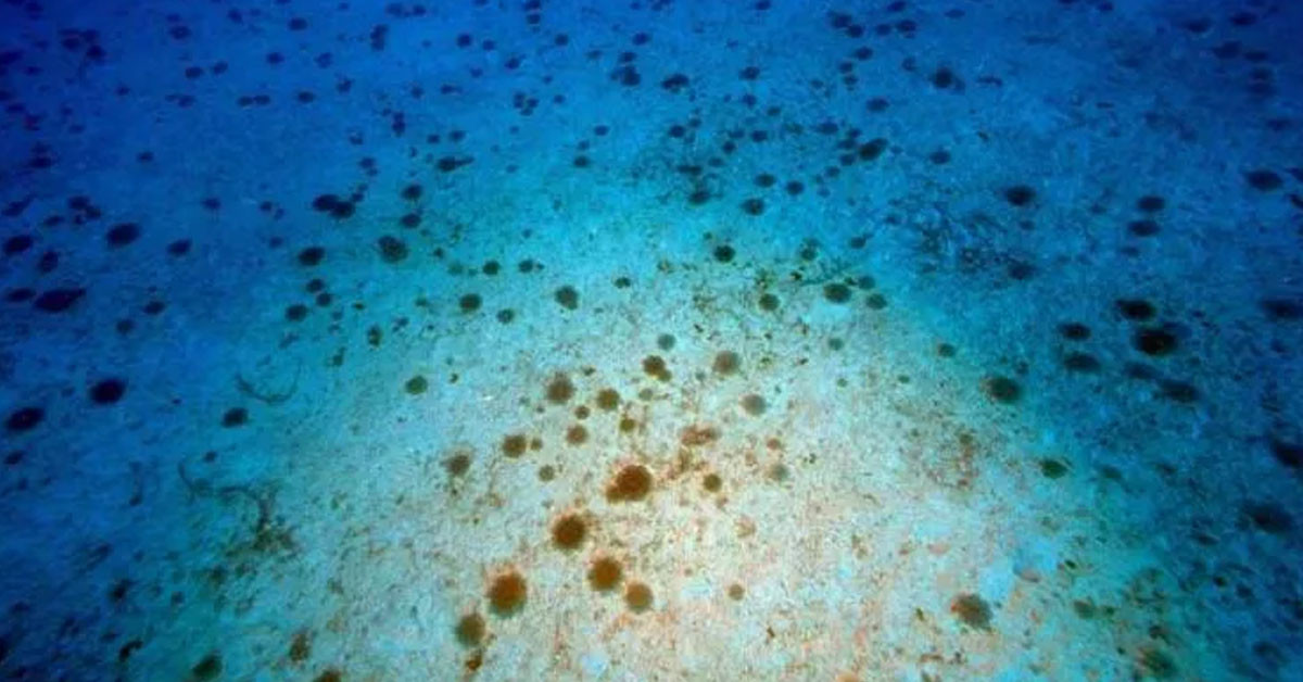 YAKAN DENİZANASI İSTİLASI ARTIYOR