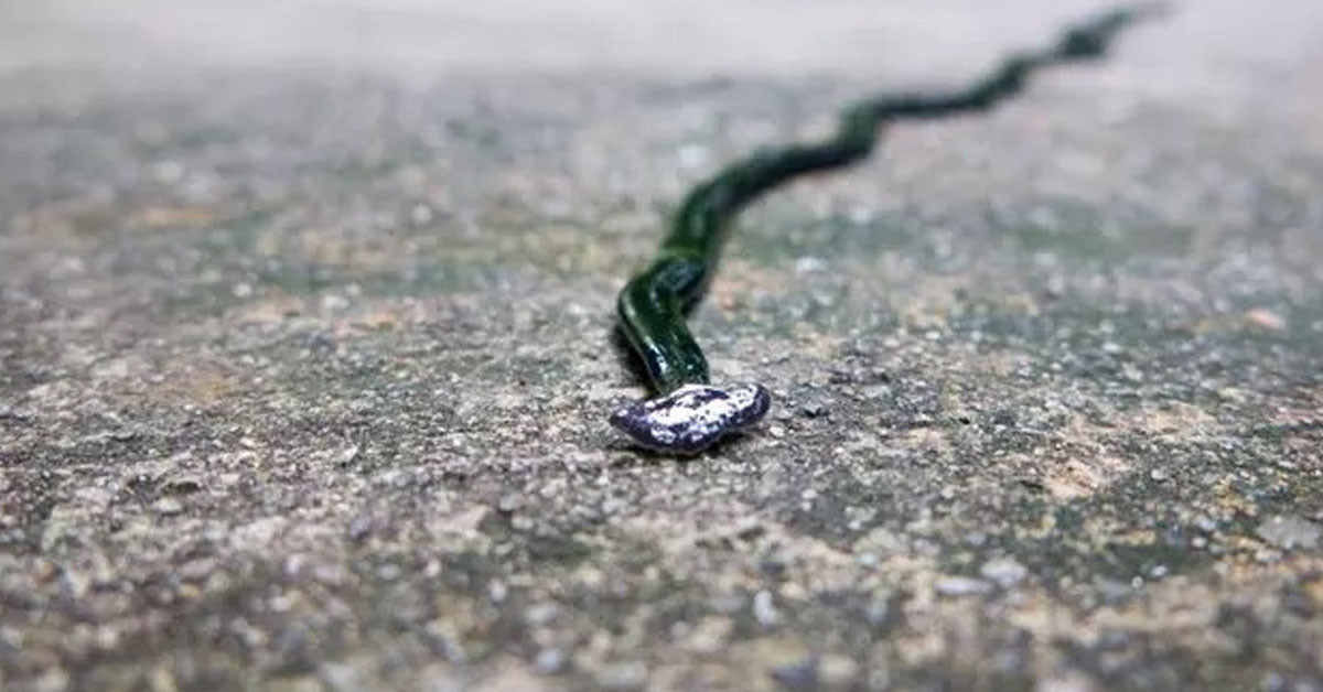 Yarım ay şeklinde başı var!