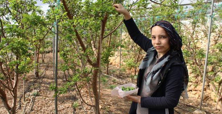 20 GÜN ÖNCE HASAT BAŞLADI