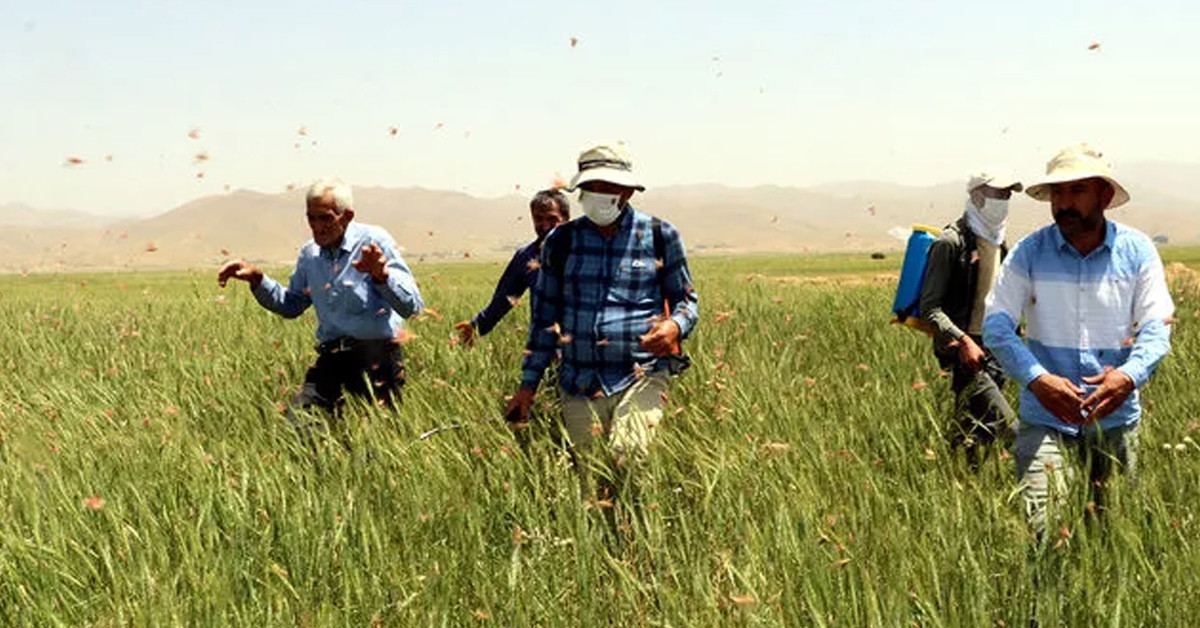 Günlerdir ilaçlama yapıyorlar