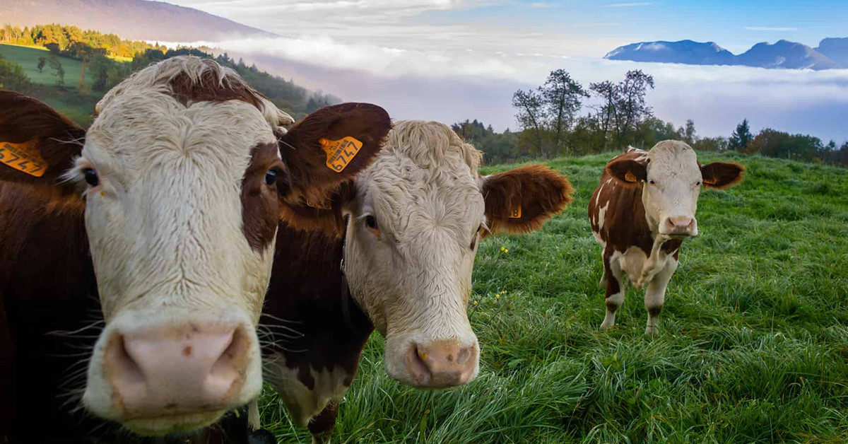 İzmir kurbanlık fiyatları