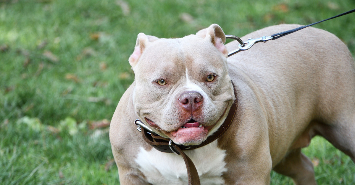 AMERICAN STAFFORDSHIRE TERRIER