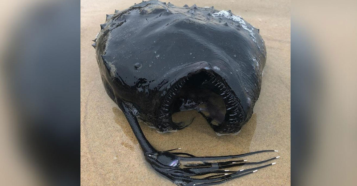 Dünya üzerinde daha önce bulunmuş ilginç yaratıklar