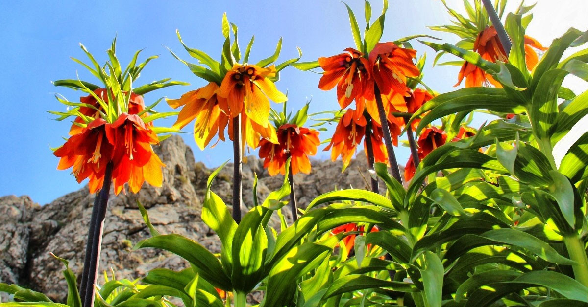 Ters Laleler adından söz ettiriyor...