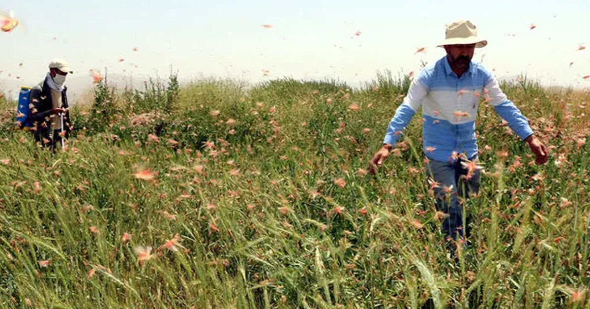 Çekirge sürüsü her geçen gün artıyor