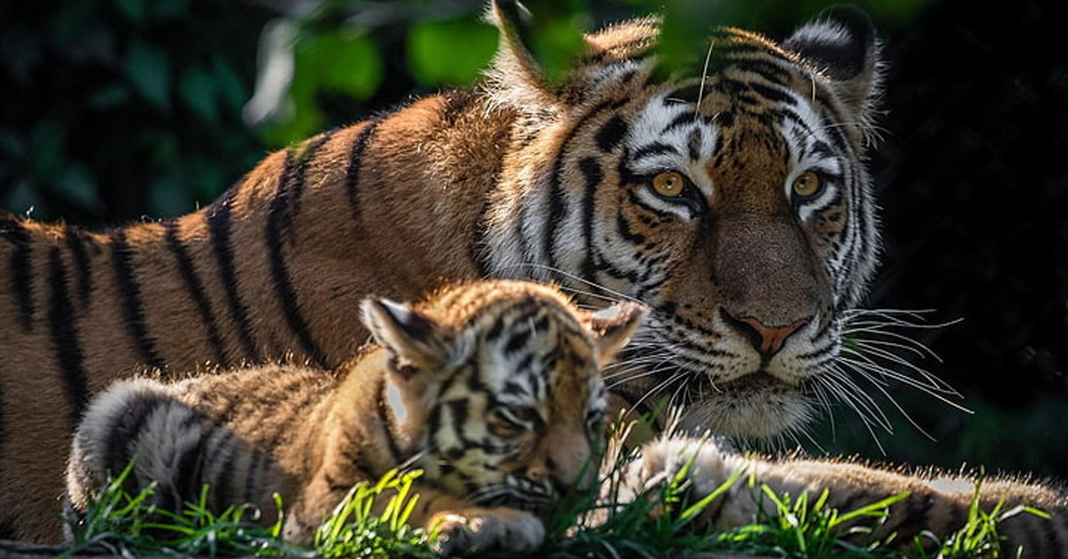 Silahını alıp ilerledi
