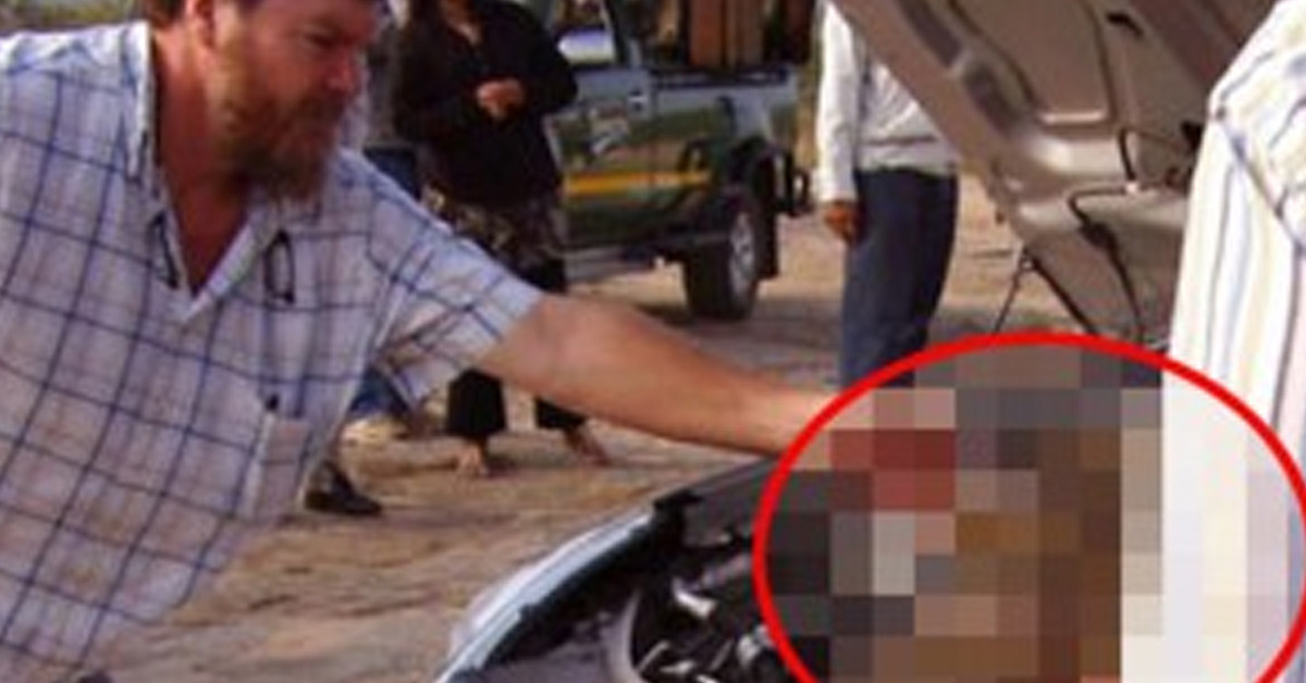 İşte arabanın kaputundan çıkan diğer davetsiz misafirler...