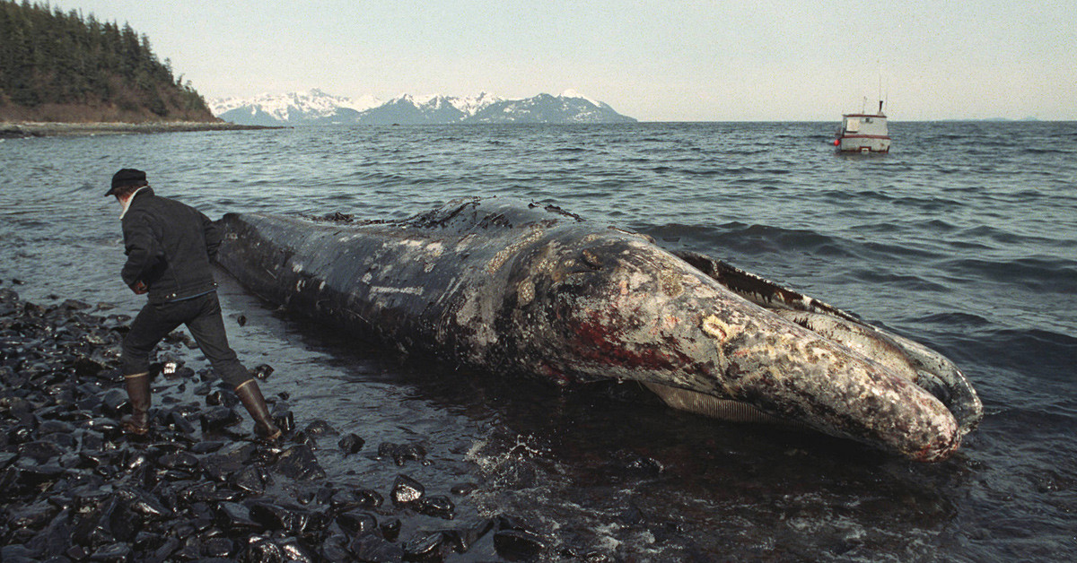 EXXON VALDEZ KAZASI