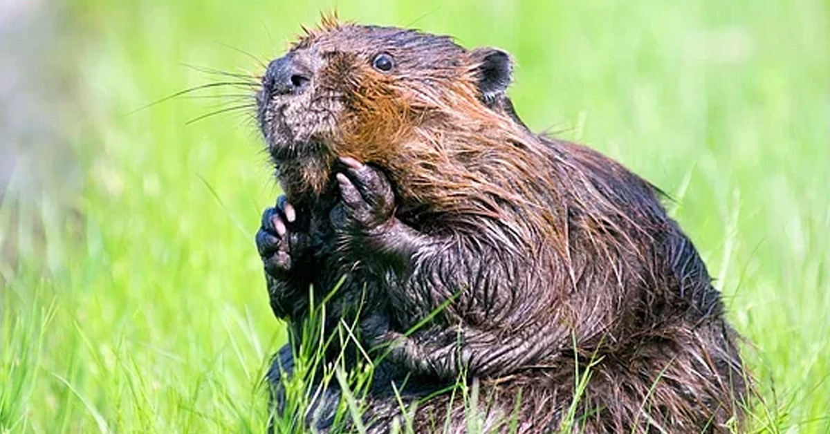 KUNDUZ TESTİSLERİNDE DEMLENMİŞ ÇAY